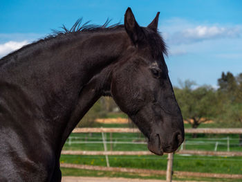 Horse in the field