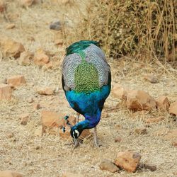 Close-up of peacock