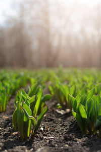 How to grow tulips. early sprouts of tulips in the park on a sunny day. 