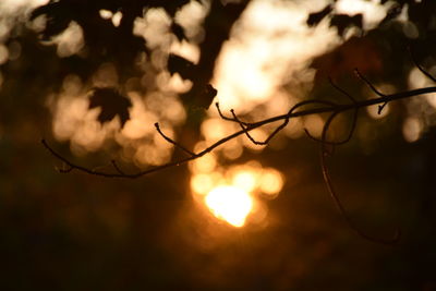 Close-up of silhouette tree against sunset sky