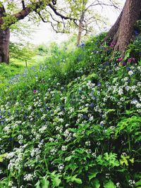 Scenic view of flowering plants and trees in forest