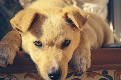 Close-up portrait of dog relaxing at home