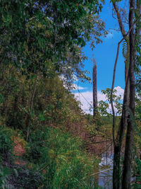 Trees in forest against sky