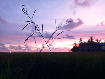 Silhouette plants on field against sky during sunset