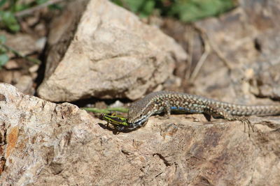 Close-up of lizard on rock