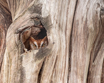 Portrait of cat peeking from tree trunk