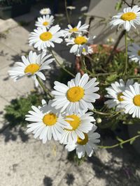 Close-up of white daisy flowers