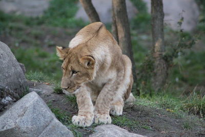 View of young lion on rock