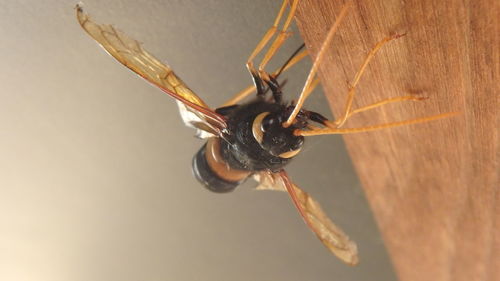 Close-up of spider on web