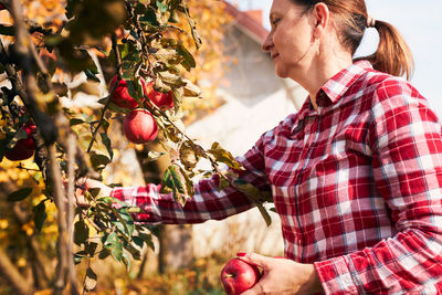 Woman picking ripe apples on farm. farmer grabbing apples from tree in orchard. fresh healthy fruits