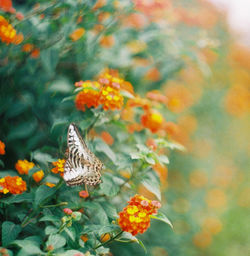 Close-up of butterfly pollinating on flower