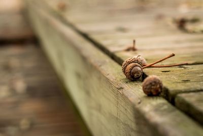 Close-up of snail on wooden plank