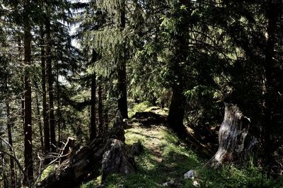 Trees in forest