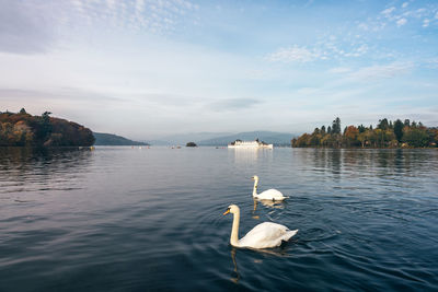 Swans swimming in lake against sky