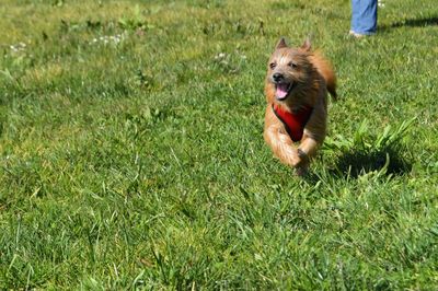 Furry dog running on grassy area