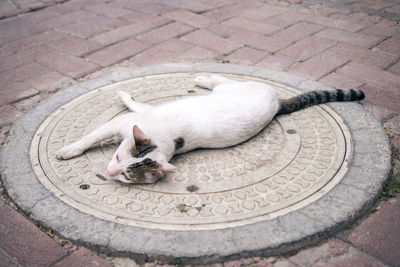 High angle view of cat sleeping on manhole