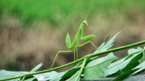 Close-up of insect on plant