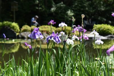 Close-up of purple flowering plants on land