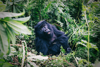 Black monkey on tree