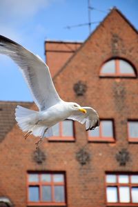 Low angle view of seagull flying against building