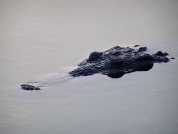 Close-up of a crocodile in water