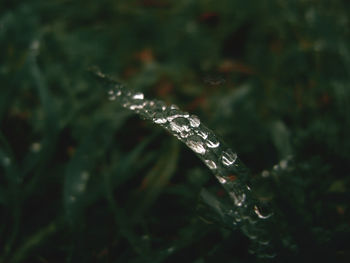 Close-up of water drops on leaf