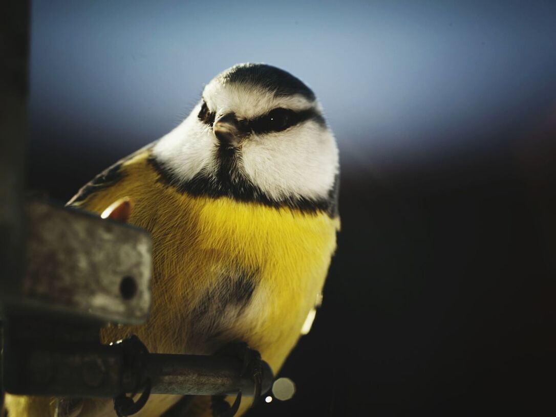 one animal, animal themes, bird, animals in the wild, wildlife, focus on foreground, close-up, perching, beak, animal head, nature, outdoors, bird of prey, no people, day, looking away, yellow, front view, zoology, side view