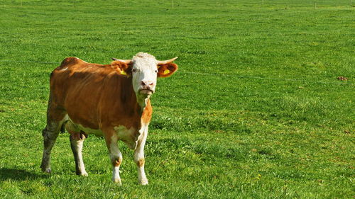 Cows in a field