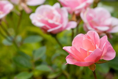 Close-up of pink rose