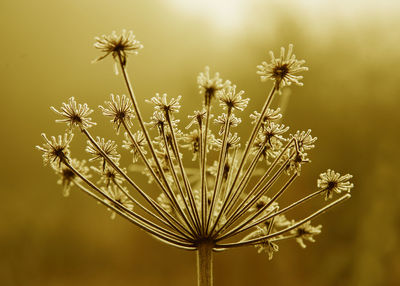 Close-up of dandelion against white background