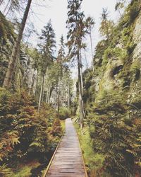 Footpath amidst trees in forest