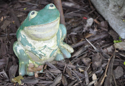 Close-up high angle view of lizard