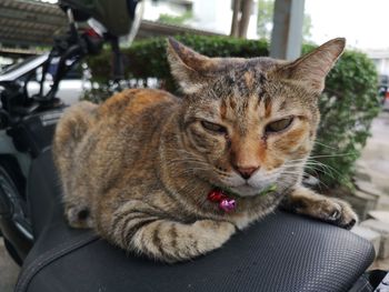 Close-up of a cat