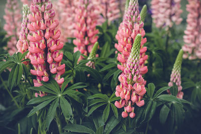 Summer background with blooming bright pink lupine flowers. beautiful nature scene. moody bold color