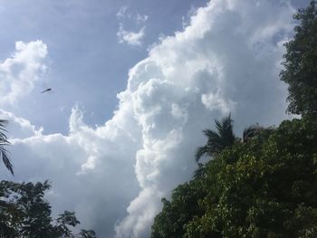 Low angle view of bird flying against sky