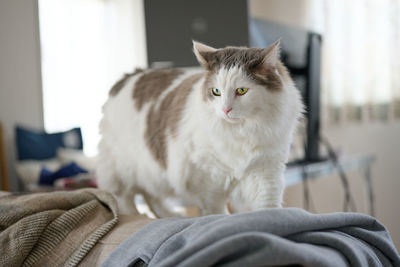 White cat walking on sofa at home