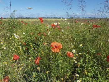 Close-up of red poppies on field against sky