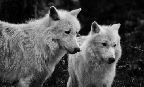 Arctic wolves at uk wolf conservation trust