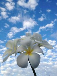 Low angle view of flowers against blue sky