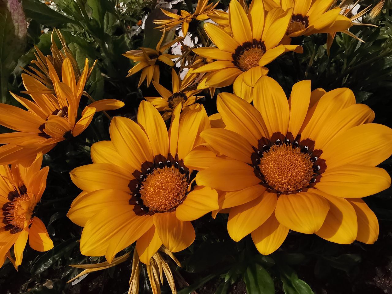 CLOSE-UP OF SUNFLOWERS ON YELLOW FLOWERING PLANT