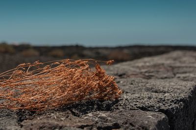 Close-up of dried plant on retaining wall