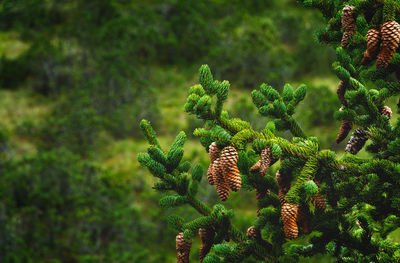 Close-up of fern and trees on field