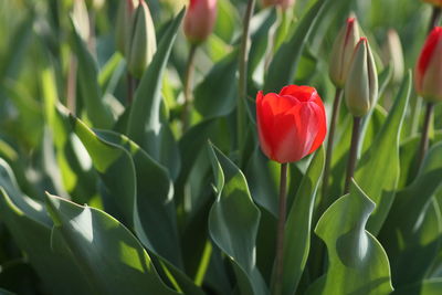 Close-up of red tulip blooming in field