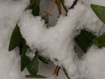 Close-up of plant