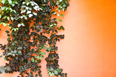 Close-up of orange fruits on tree against wall during autumn