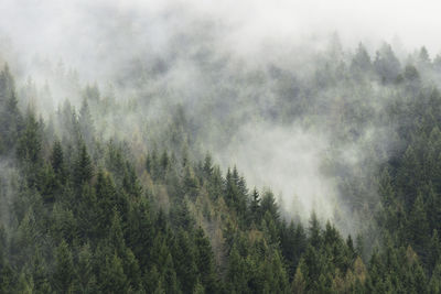 High angle view of pine trees