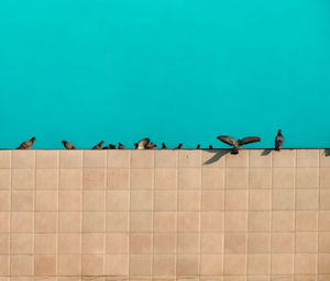 Birds perching on wall