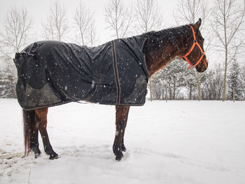 Horse warm fur with snowflakes within snowing. animals in horse farm.