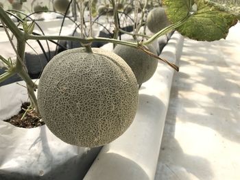 High angle view of fruits on tree