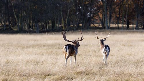 Stags walking on grassy field